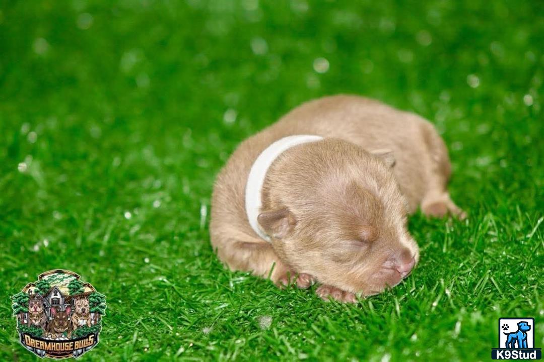 a guinea pig in grass