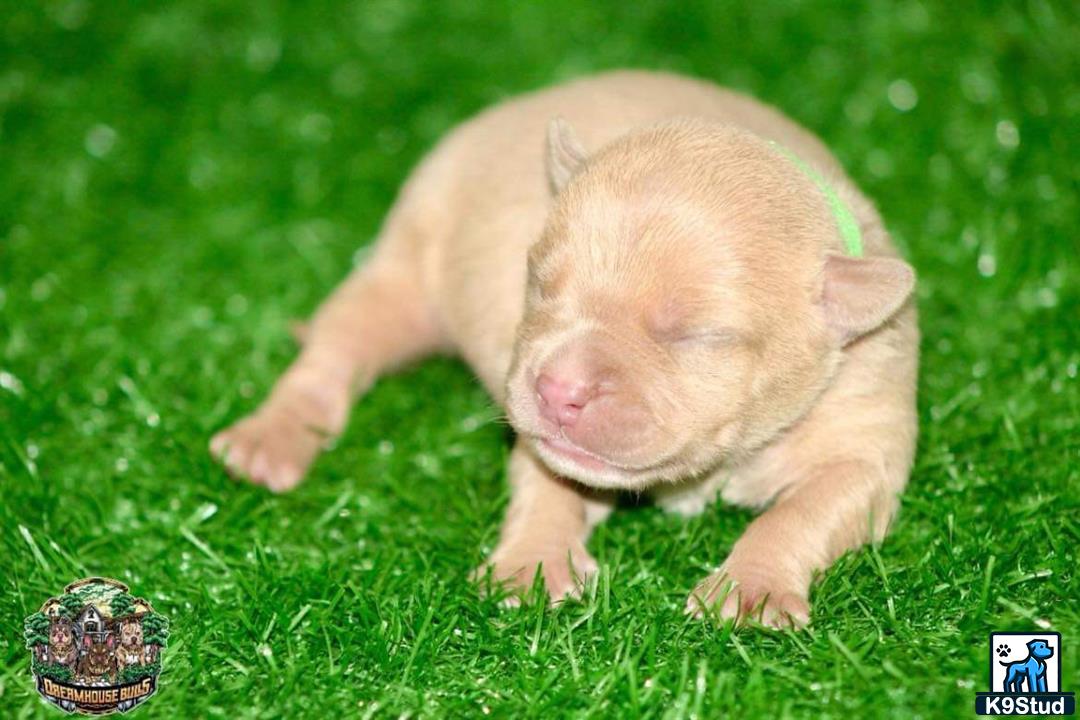 a piglet lying on grass