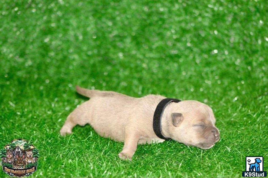 a american bully dog in the grass