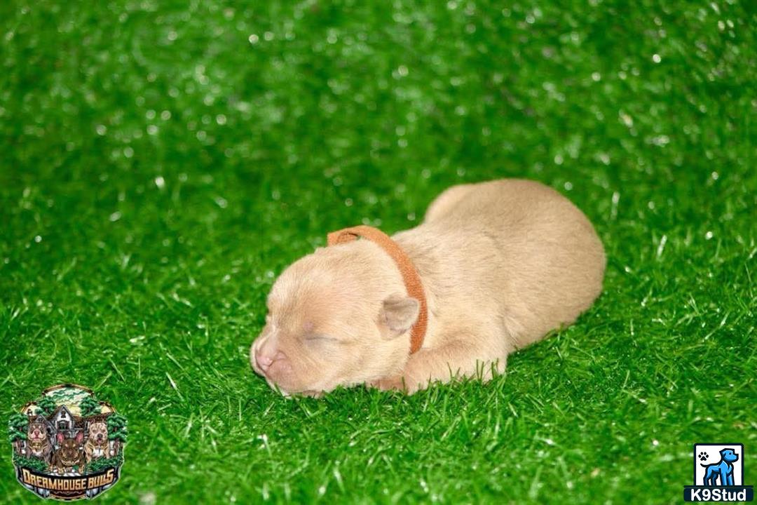 a american bully dog lying in the grass