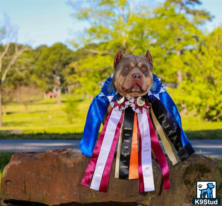 a american bully dog wearing a suit and tie