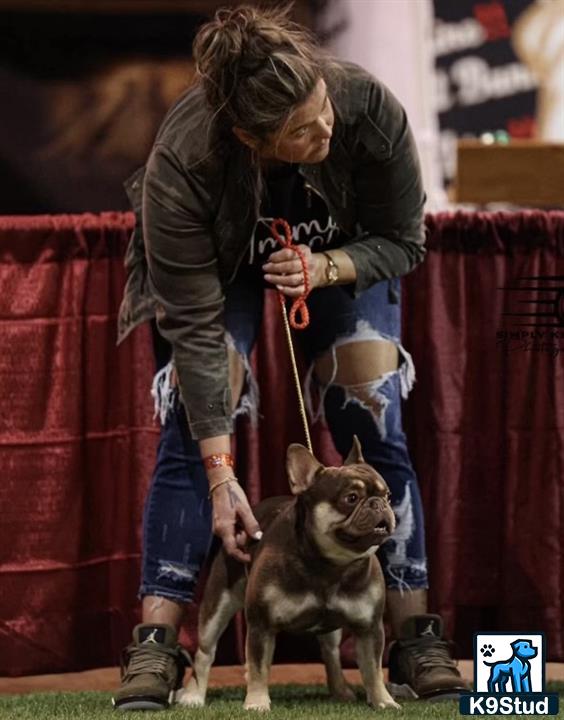 a person with a french bulldog dog