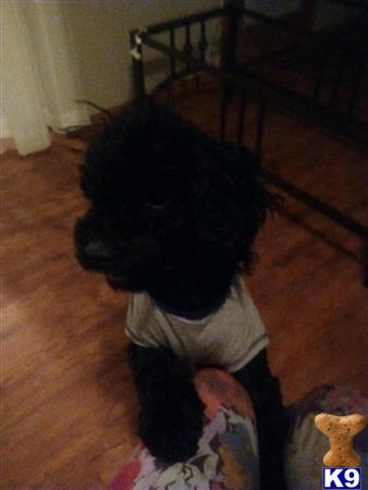 a poodle dog wearing a shirt