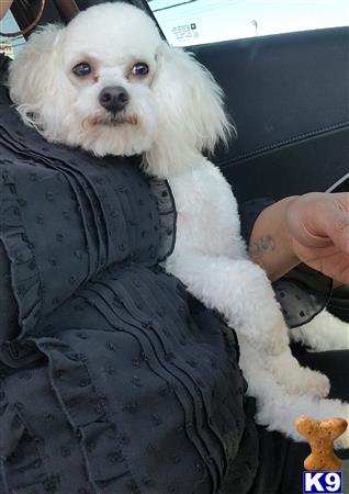 a poodle dog sitting in a car