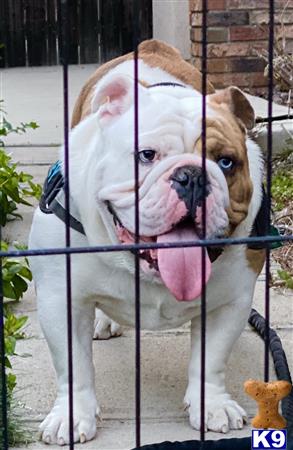 a bulldog dog with its tongue out