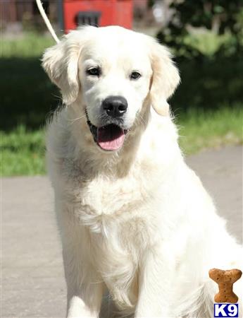 a white golden retriever dog with a stick in its mouth