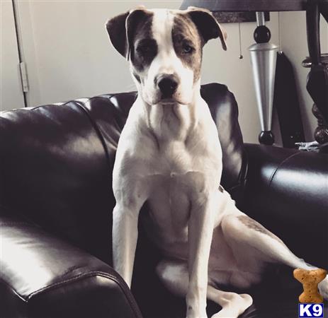 a american pit bull dog sitting on a couch