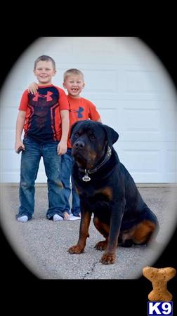 a couple of boys posing with a rottweiler dog