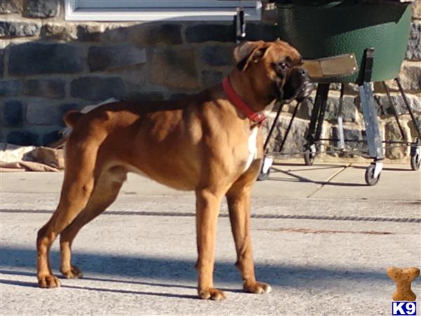 a boxer dog standing on a road