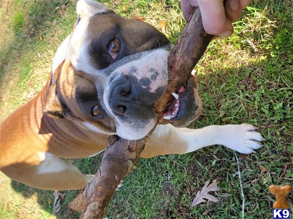 a english bulldog dog biting a stick