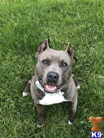 a american bully dog sitting in the grass