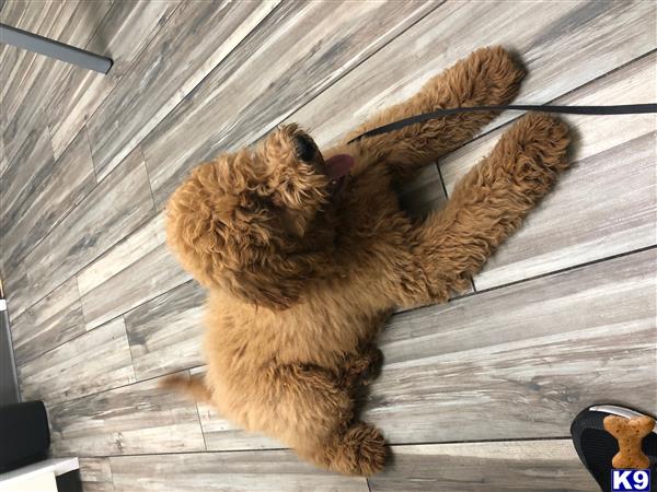 a goldendoodles dog lying on its back on a wood deck