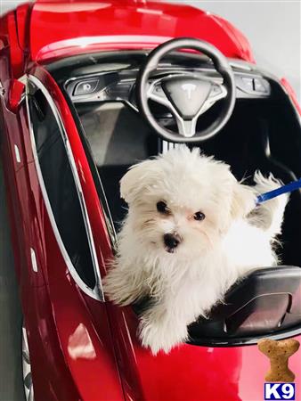a maltese dog in a car