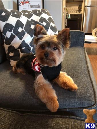 a yorkshire terrier dog wearing a sweater