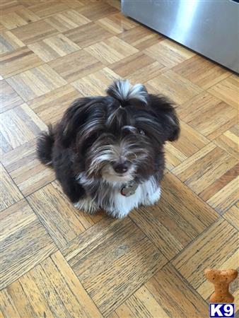 a havanese dog lying on a wood floor