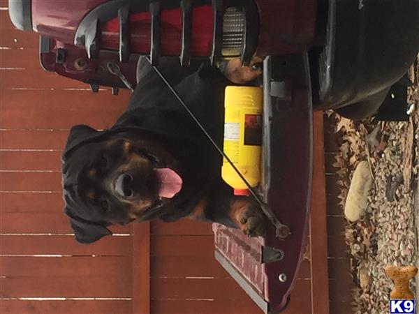 a rottweiler dog with a leash