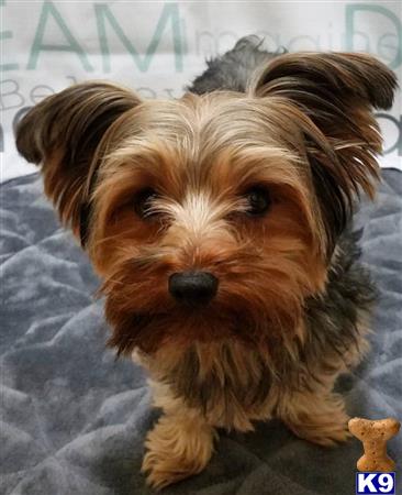 a yorkshire terrier dog lying on a blanket