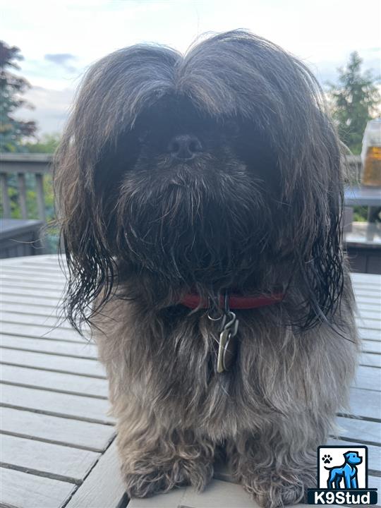 a maltese dog sitting on a deck