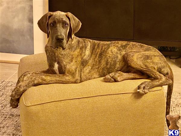 a great dane dog lying on a couch