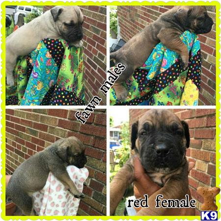 a collage of a south african boerboel dog