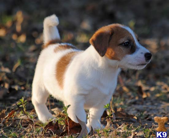a jack russell terrier dog standing on grass