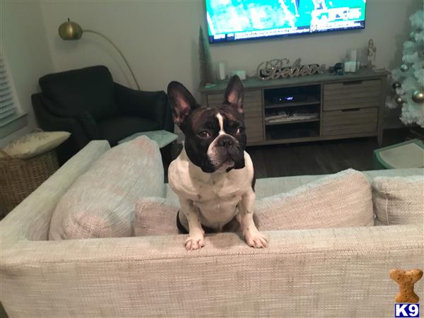 a french bulldog dog sitting on a couch