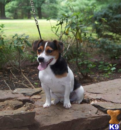 a jack russell terrier dog sitting on a rock