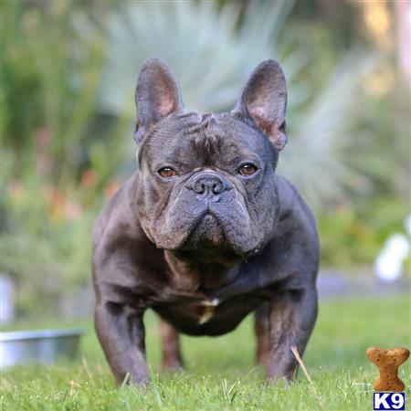 a french bulldog dog running in the grass