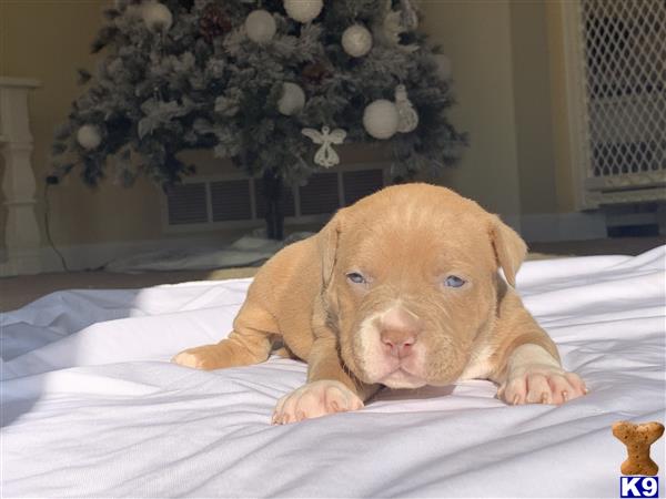 a american bully puppy lying on a bed