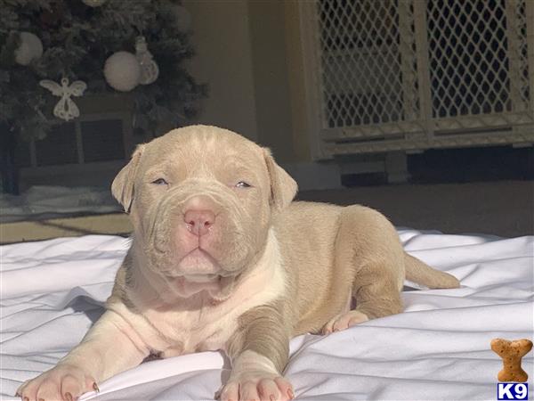 a american bully dog sitting on a bed