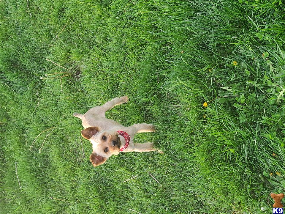 a yorkshire terrier dog lying in the grass