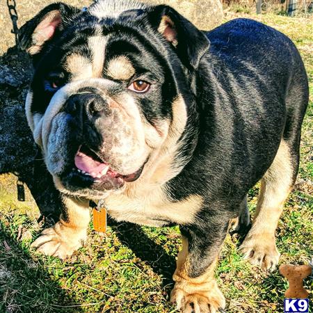 a english bulldog dog standing on grass