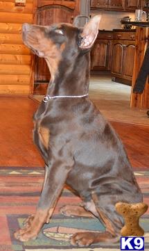 a doberman pinscher dog standing on its hind legs