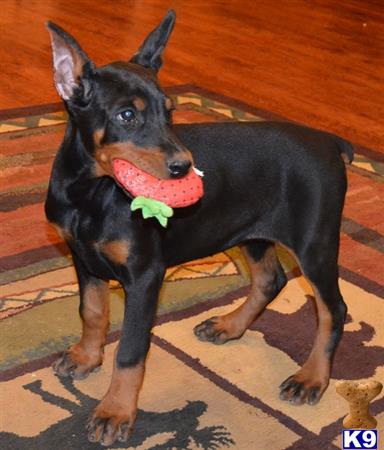 a doberman pinscher dog with a toy in its mouth