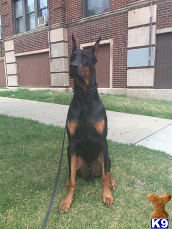 a doberman pinscher dog sitting on grass