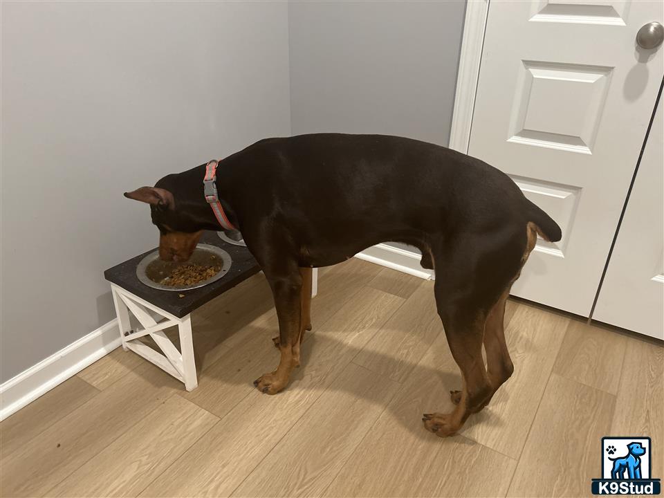 a doberman pinscher dog eating food off a table