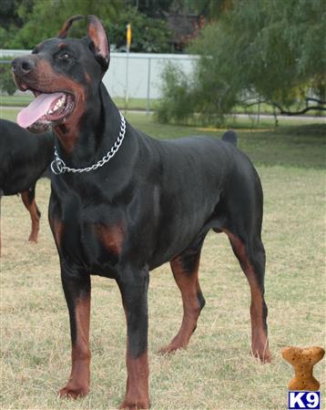 a doberman pinscher dog with a chain around its neck