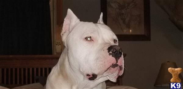 a white dogo argentino dog with its mouth open