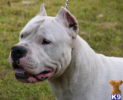 Dogo+argentino+breeders+arizona