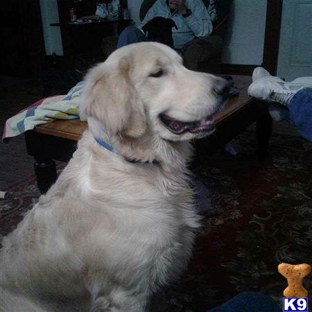 a golden retriever dog sitting on the floor