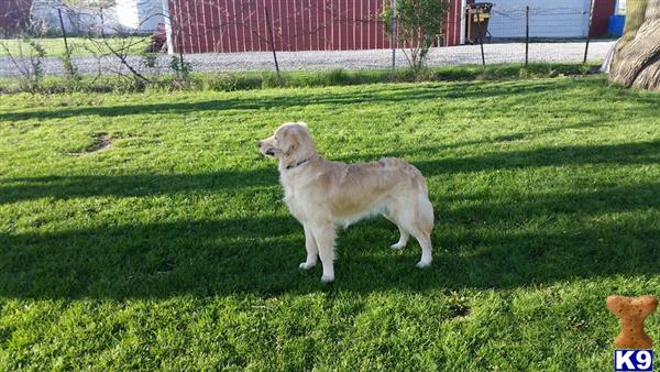 a golden retriever dog standing in a grassy area