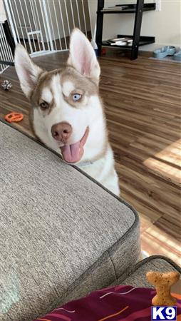 a siberian husky dog with its tongue out