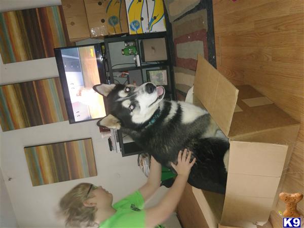 a siberian husky dog standing on a persons hand