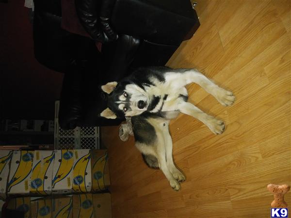 a siberian husky dog lying on the floor