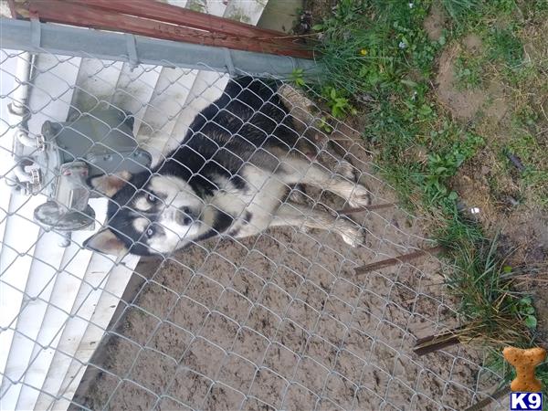 a siberian husky dog lying on the ground