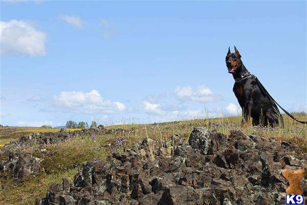 a doberman pinscher dog standing on a rock