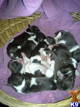 a group of english springer spaniel puppies sleeping