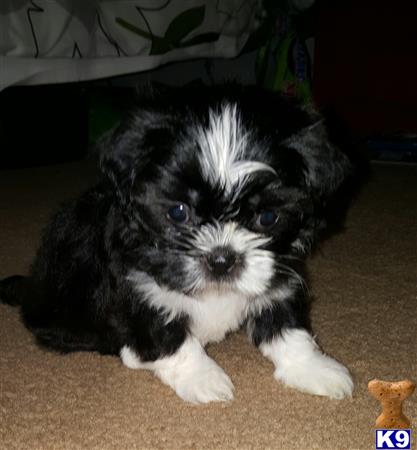 a black and white shih tzu puppy