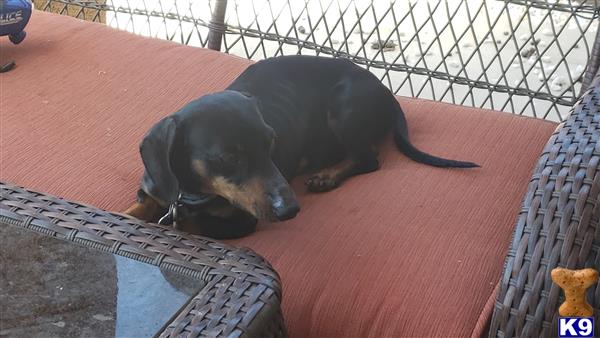 a dachshund dog lying on a brick surface