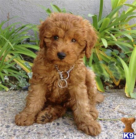 a goldendoodles puppy sitting on the ground